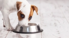 Hogyan válasszuk ki a kutyaeledeleket. Tippek a tisztességes tenyésztőben